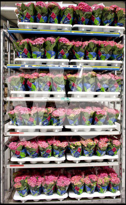 bloemen en planten vvbvanbree     1058